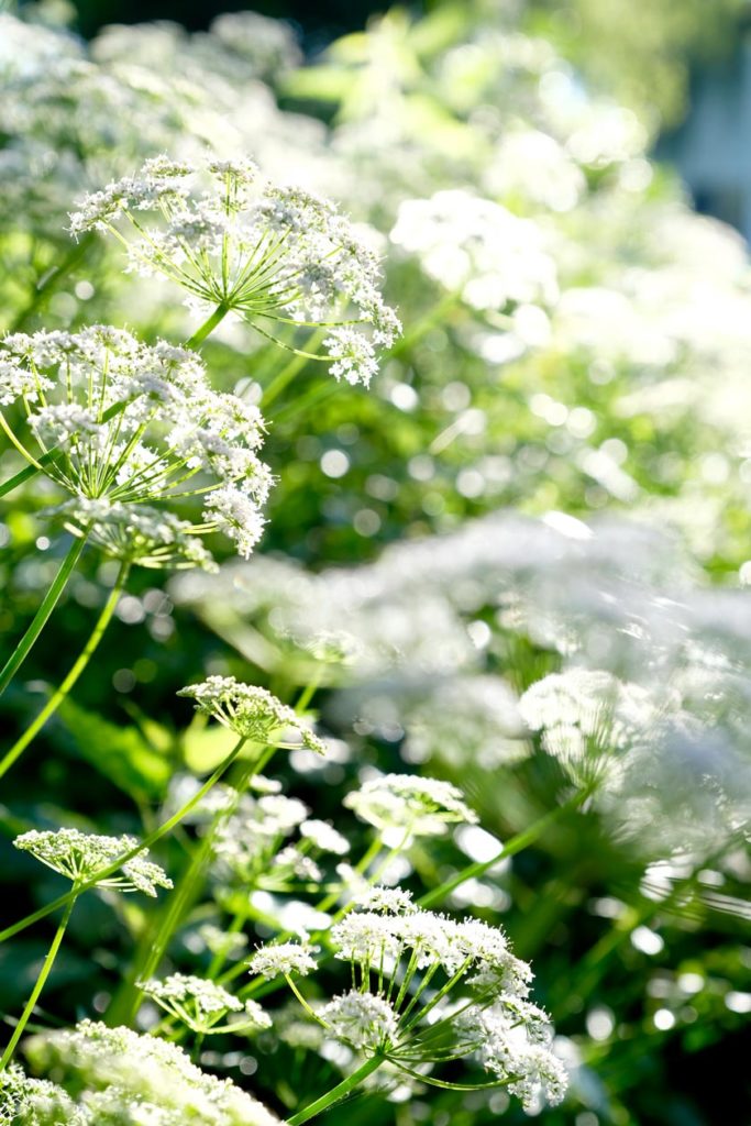 Gierschblütenwolken im Sonnenlicht – die Blüten sin essbar