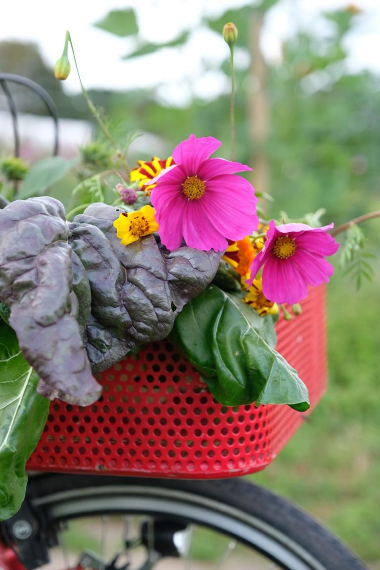 Freude ernten Gemüsegarten zum Mieten Der blaue Distelfink