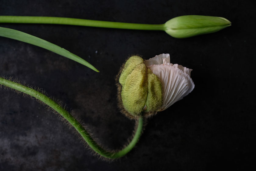 Mohn und Französische Tulpe – die Ballerinen unter den Blumen