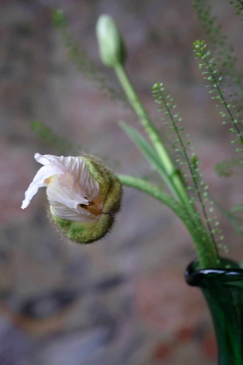 Mohn und Französische Tulpe – die Ballerinen unter den Blumen