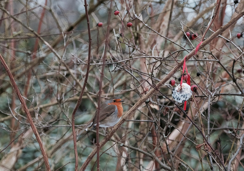 Winterküche: Wir bereiten Vogelfutter für die Wintervögel zu