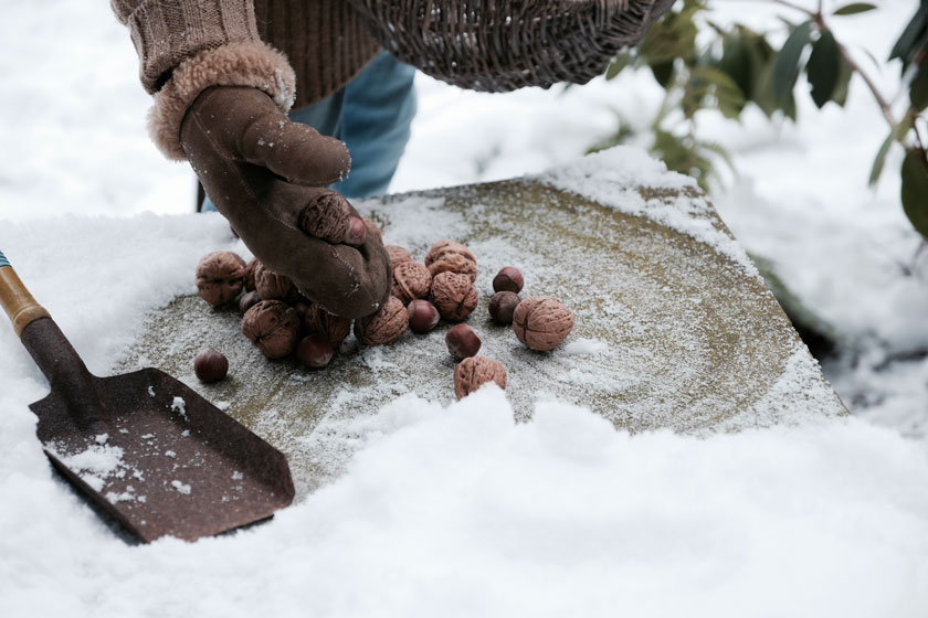 Nüsse helfen Eichhörnchen über den Winter